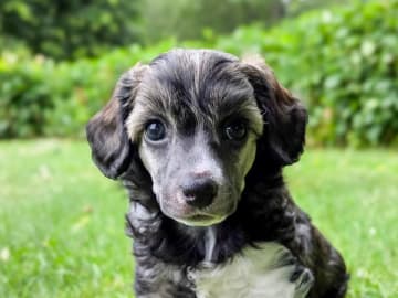 Chinese crested dog · Örkelljunga · Lusiras