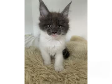 Maine Coon · Skellefteå · Therese Tuoma Bäcklund