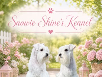 Dvärgschnauzer · Vara · Snowie Shine’s Kennel