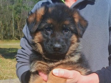 Tysk Schäferhund · Sölvesborg · Ebafarmens