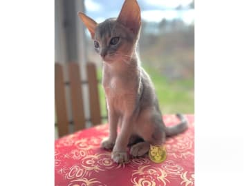 Abyssiner katt · Karlskrona · SE*Ghimbir's