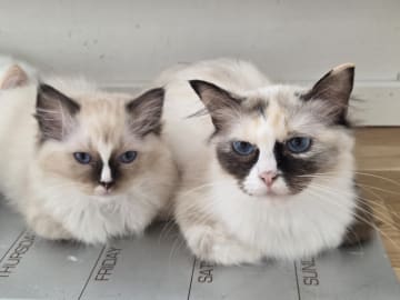 Ragdoll · Vällingby · Stardust