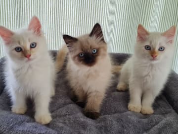 Ragdoll/Neva masquerade · Alunda · Annika S.