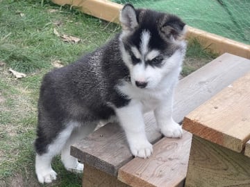 Siberian husky · Hallstavik · Kusby