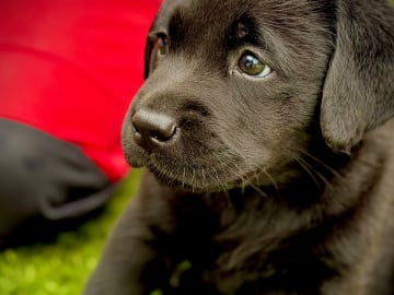 Labrador retriever · Karlstad · Emilia M.