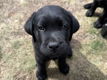 Labrador retriever · Huddinge · Tony J.