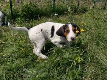 Halden Hound (Haldenstøver) · Tangen · Lykkelosberget