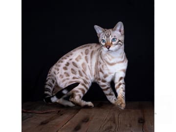 Bengal · Onsala · SE*Artisan