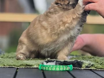 Tibetansk spaniel · Vesløs · Amtofts Kær