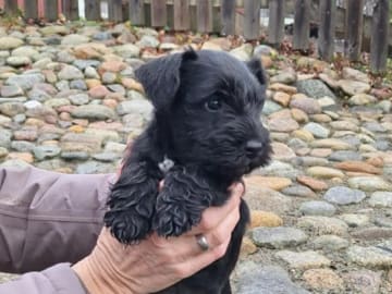 Dvärgschnauzer