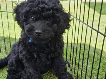 Cavapoo · Tjörnarp · Susanne T.