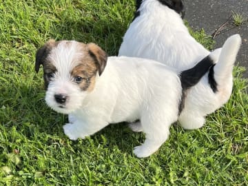 Jack Russell Terrier · Bording · Jane Lehmann