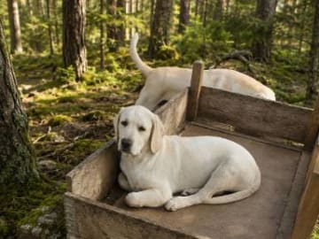 Labrador retriever · Hörby · Monika H.