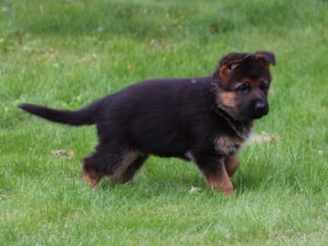 Tysk Schäferhund · Töreboda · Crestline's