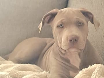 American bully · Torshälla · Privatperson