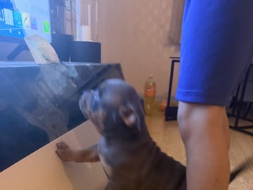 American Bully · Borås · Jasmine A.