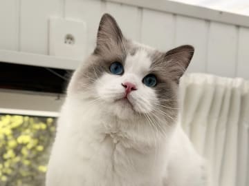 Ragdoll · Bjärnum · Medina’s Dolls