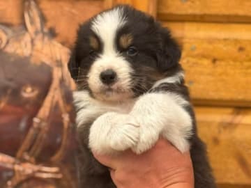Australian shepherd · Bergkvara · Greylynns