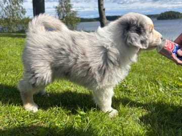 Australian shepherd · Långviksmon · Urbergets