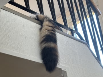 Wikslynx