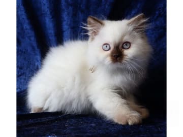Britisk langhår · Hässelby · SE*Pawpoint's