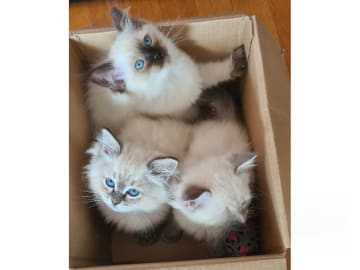 Ragdoll · Jämshög · SE*Eniliacat's