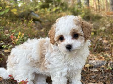 Cavapoo · Sala · Sallysshine