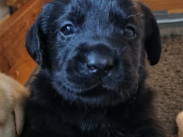 Labrador Retriever · Ingarö · Playwaters