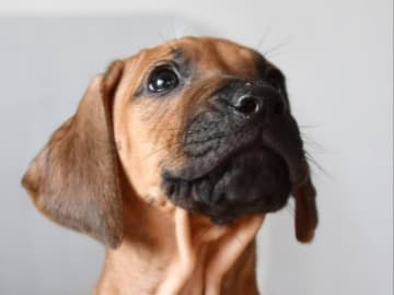 Rhodesian ridgeback · Alunda · Mohaget's