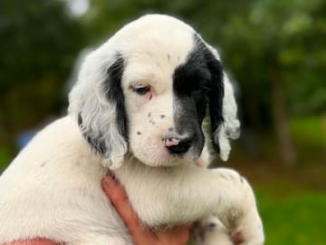 English Setter · Sulsted · Østkysten's
