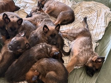Belgisk vallhund – malinois · Adelsö · Elina T.