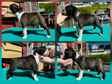 Bostonterrier · Porsgrunn · Cecilie K.