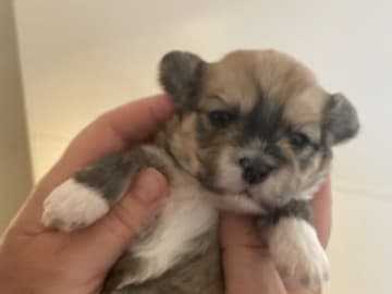Bichon havanais · Tjele · Gaastedhøj