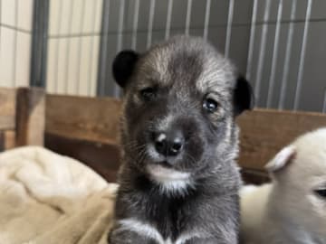 Siberian husky · Sågmyra · Måsek's