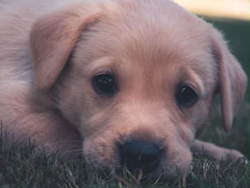 Labrador retriever · Höör · Thorondor