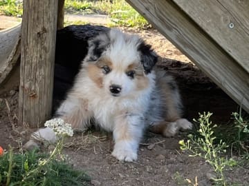 Miniature american shepherd · Brösarp · Semlans