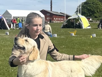 Golden retriever · Tjällmo · Ekbergarn’s  kennel