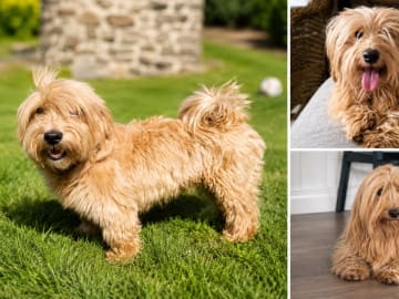 Bichon havanais · Alingsås · Isabella H.