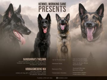 Belgisk vallhund – Groenendael · Bålsta · Working Sane