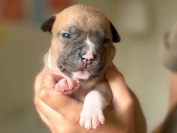 American staffordshire terrier · Braås · Bandit Queen