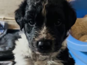 Border colliemix · östhammar · Ranch Siikavaara