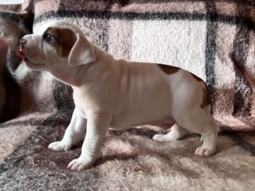 American Staffordshire Terrier · Köping · Hannah Östensson Lindqvist