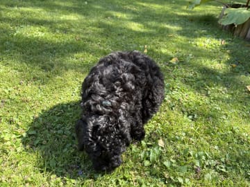 Cockerpoo · Kristinehamn · Marielle B.