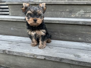 Mount Yorkie