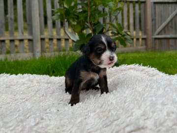 Chinese crested dog · Västerås · Vovverollens