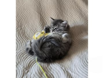 Sibirisk katt · Kävlinge · SE *Lila Skrälle