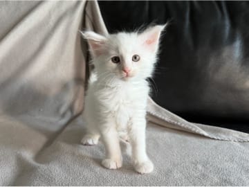 Norwegian Forest · Torslanda · S*Kronängens