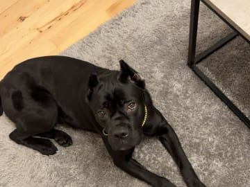 Cane corso · Aalborg · Kasper A.