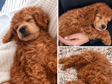 Toy Poodle · Alingsås · Har inte