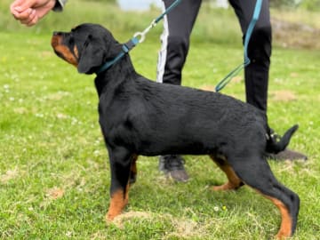 Rottweiler · Lödöse · Kennel Lexander's